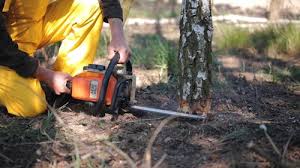 How Our Tree Care Process Works  in  Loyola, CA